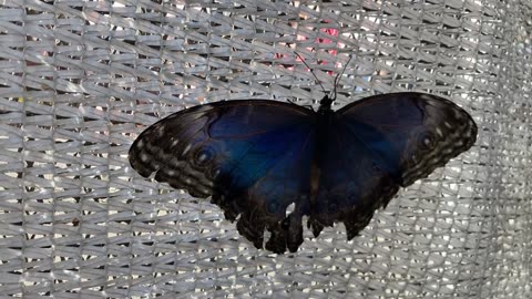 Upclose Butterflies #1