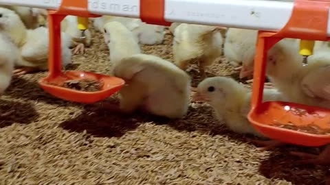How does a baby chicken drink water on the farm?