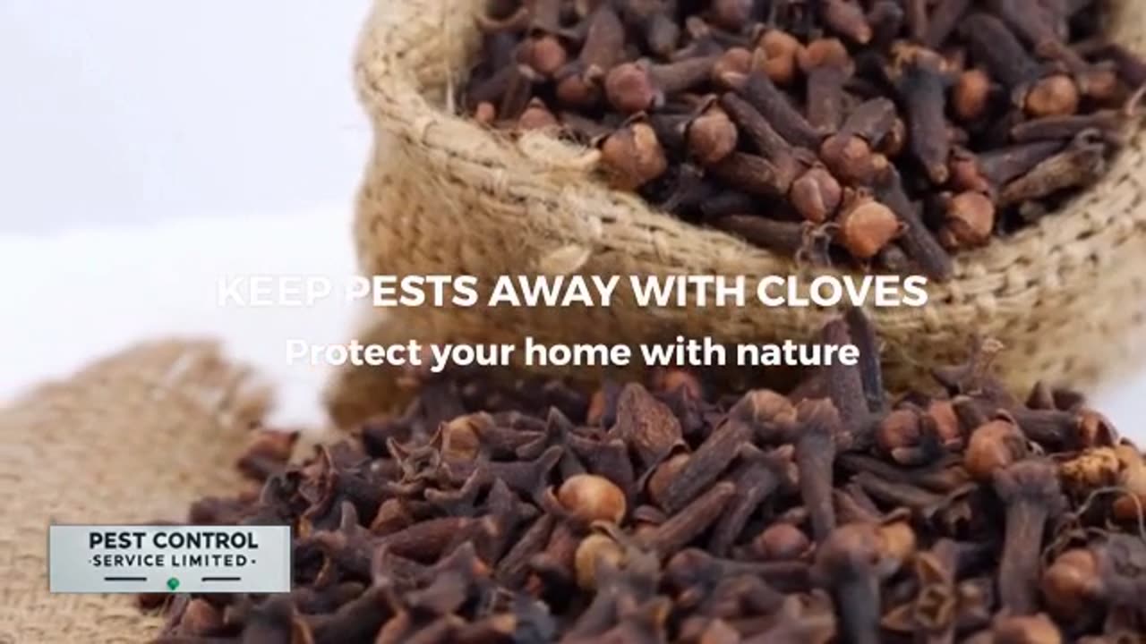 Keep Bugs Away with Cloves | Natural Hack for Kitchen & Closet