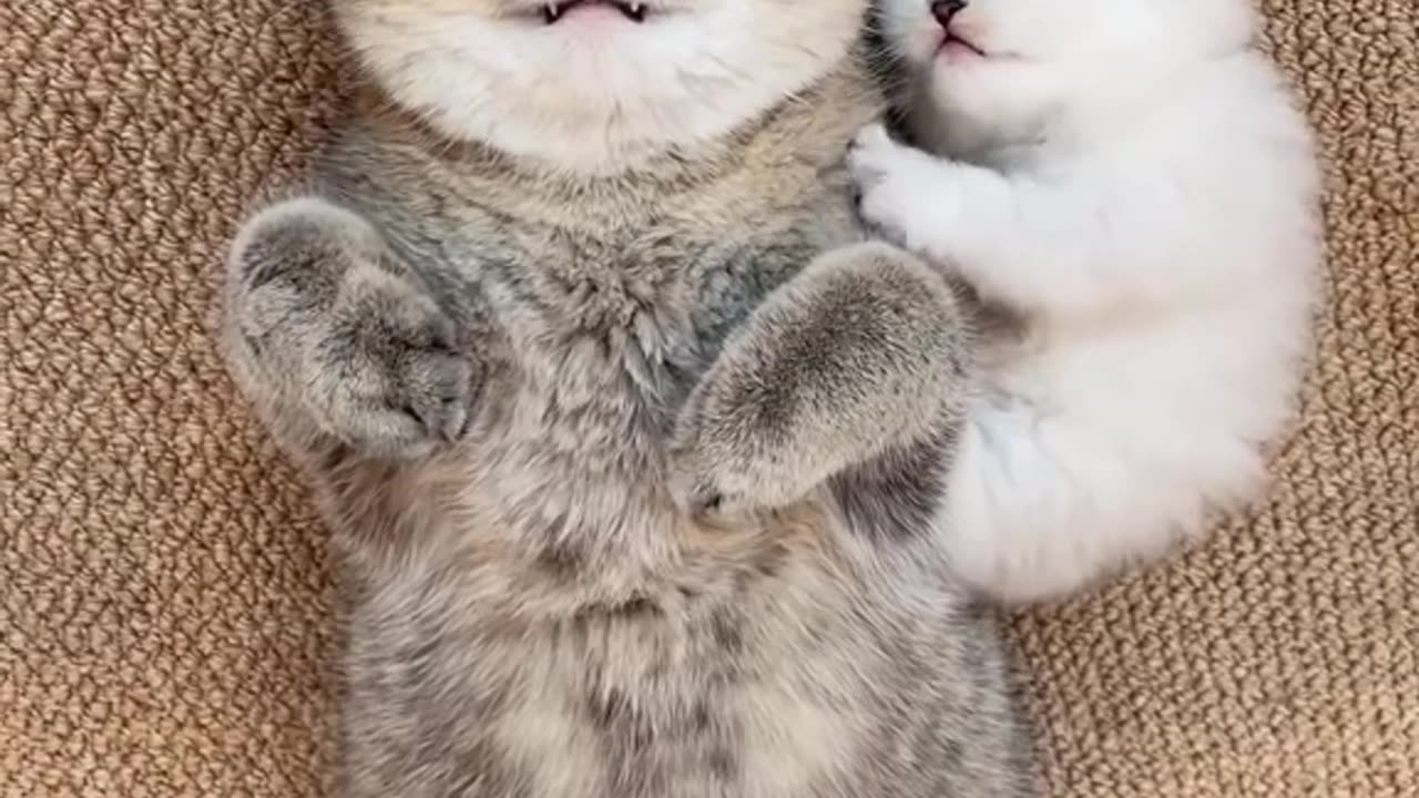 funny cats