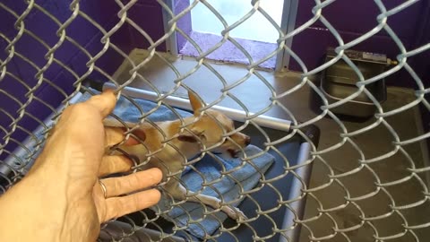 Zoey 1y HSSAZ shelter 20180605_172504xxx