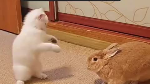 Cat vs rabbit, and what the hell??? 😅