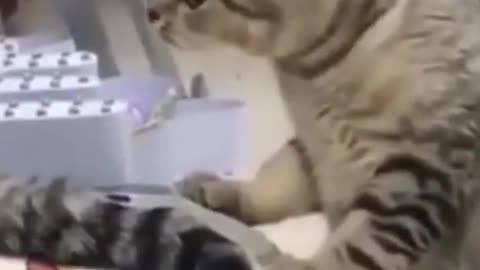 Cats Noises 😺 Cute meowing cat videos. Crazy wailing pets at home