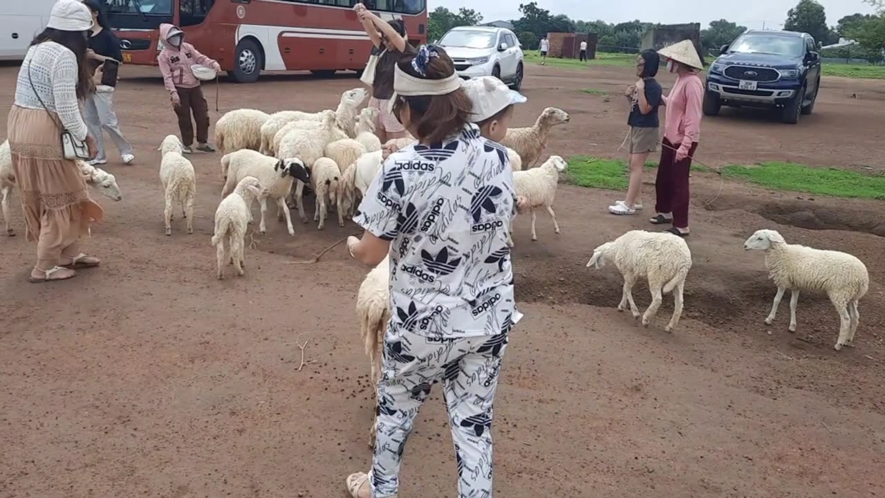 RỒNG CON LAGI - PHAN THIẾT 30.07.2025 PART 02 ĐỒI CỪU