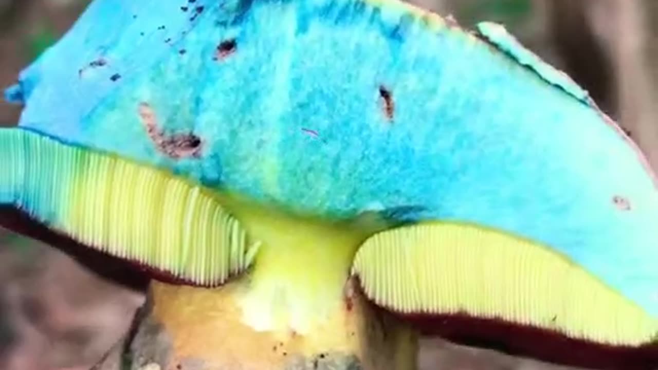 Mushroom Color Change