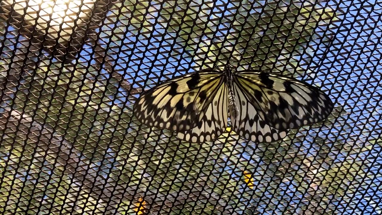 Upclose Butterfly #3
