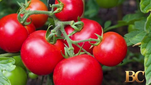 FDA issues highest alert for tomato recall due to salmonella risk
