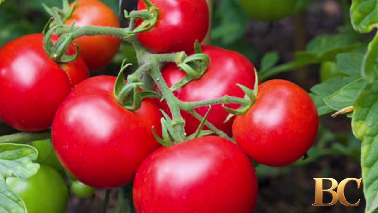 FDA issues highest alert for tomato recall due to salmonella risk