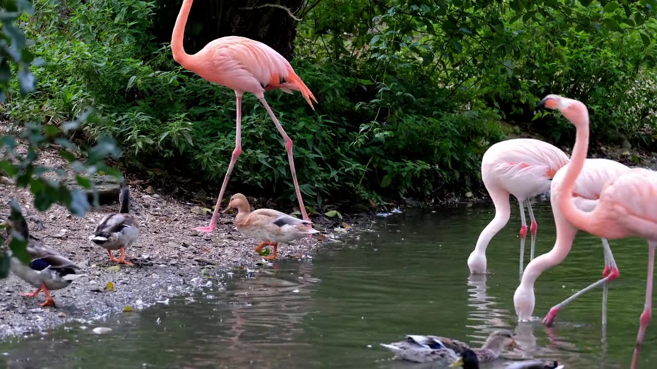 Birds