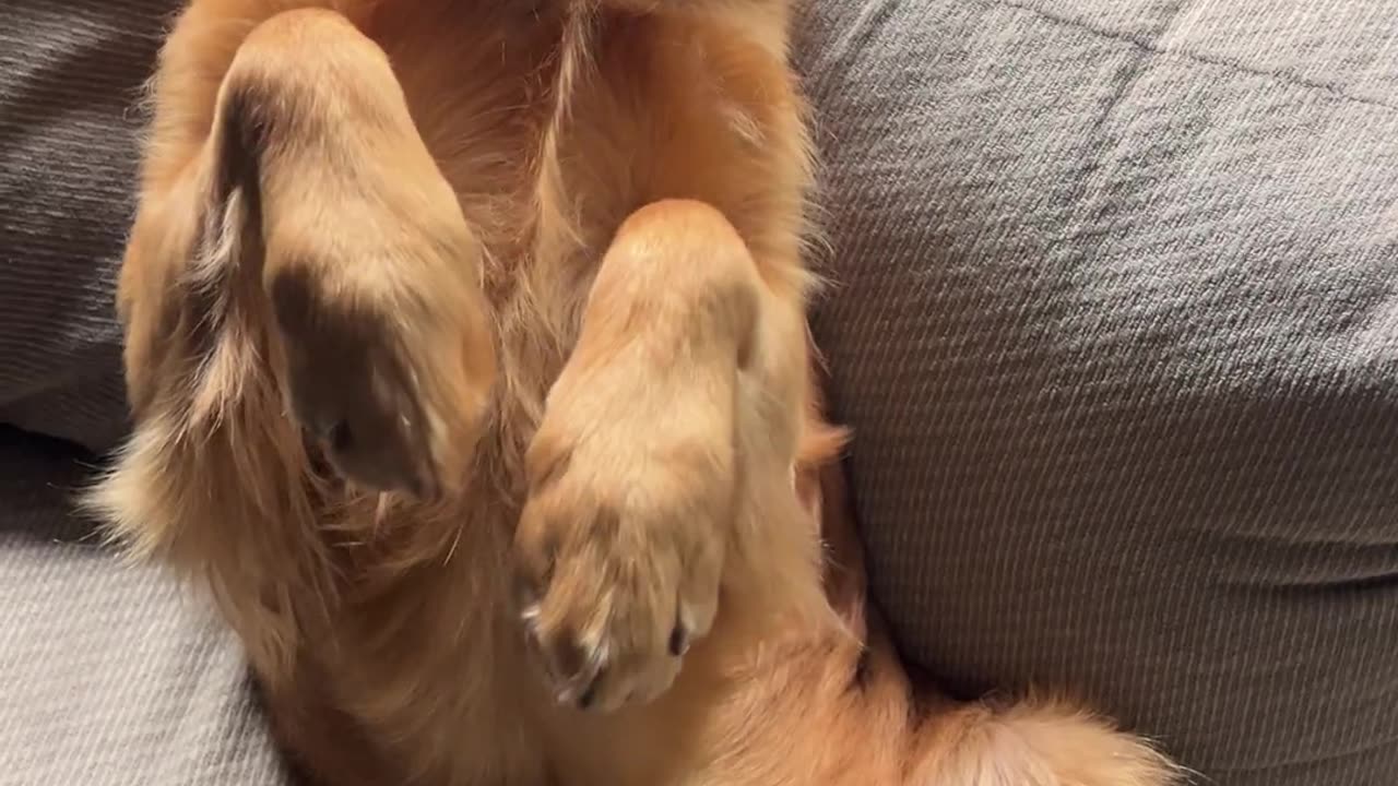 🤣🐕 Goldens Are the Funniest Weirdos! | FunFM