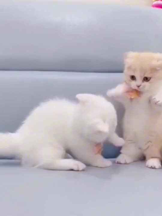 "Adorable Moments with My Cute Pet Cats 🐾 | Funny & Sweet Cat Compilation"