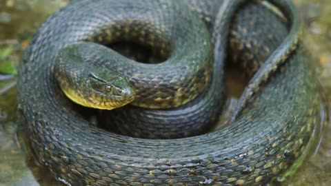 Unveiling the Aquatic Elegance: The Enigmatic World of Green Water Snakes