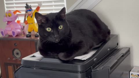 Cute Precious Piper Looks So Beautiful on the Office Printer - My Adopted Shelter Cat Vlog