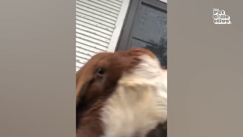 Funny Animals Acting