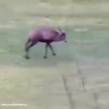 For the love of the game