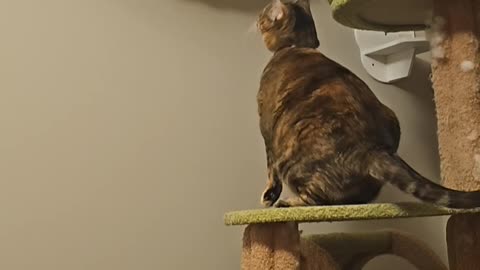 Cat Gets Stuck Playing In Wall-Mounted Furniture