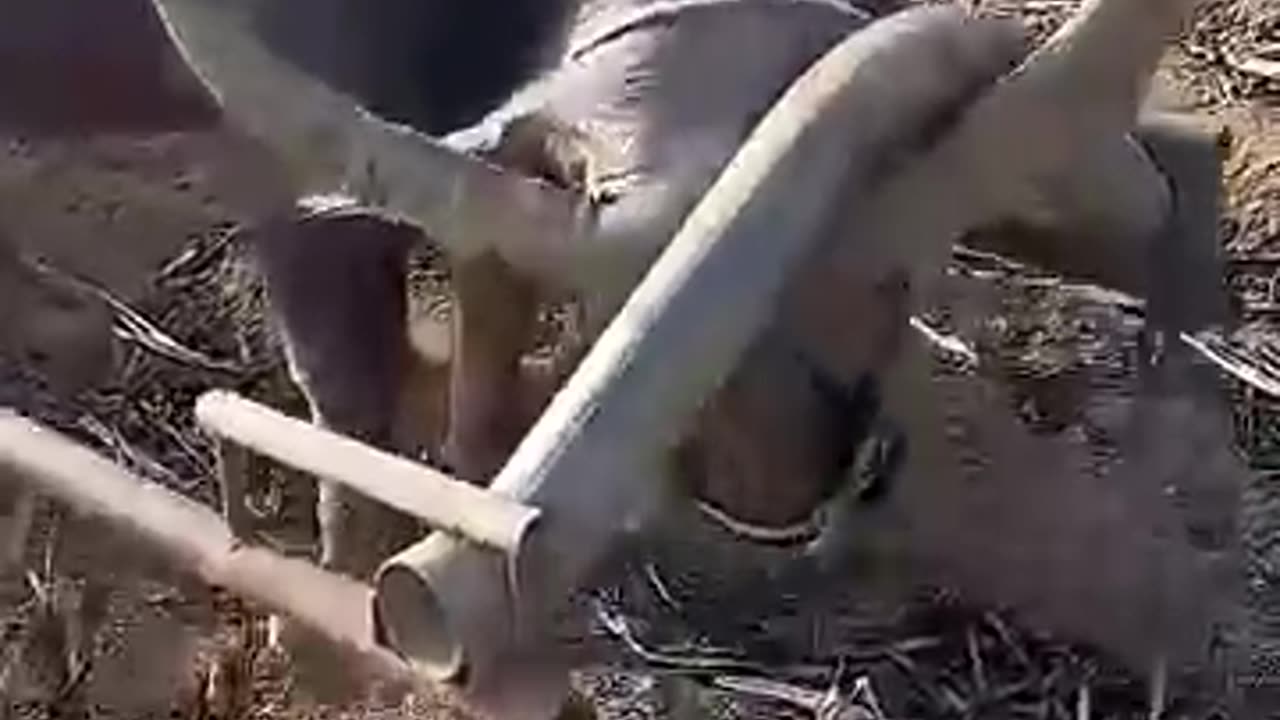 Shocking: When buffalo is underwater