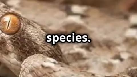 The Deadliest Snakes