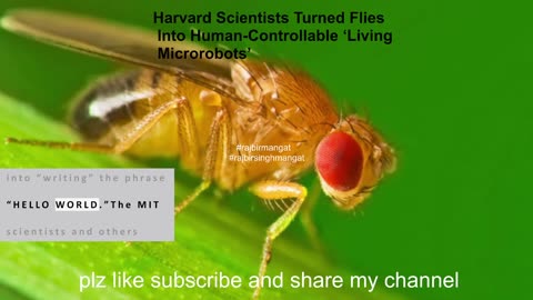 Harvard Scientists Turned Flies Into Human-Controllable ‘Living Microrobots’