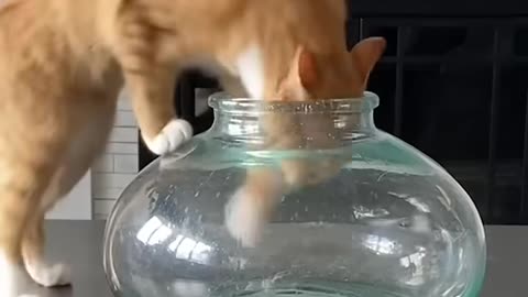 Funny Animal Videos