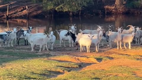 After a long day of eating, should we head to the barn or get some snacks?