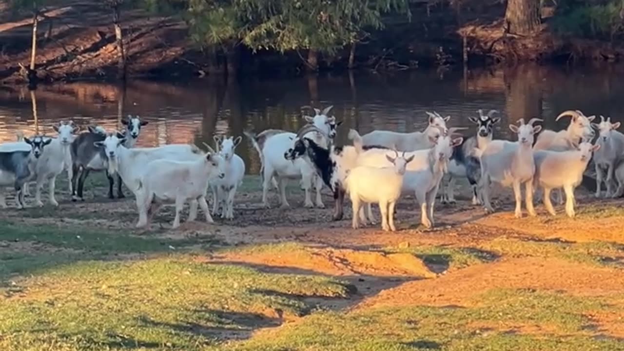 After a long day of eating, should we head to the barn or get some snacks?