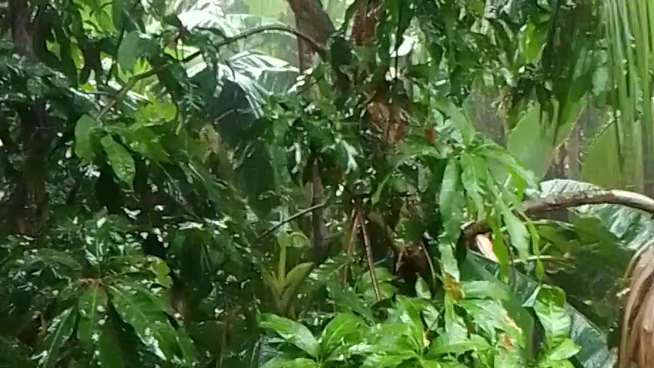 Today's rain 🌧️ in the afternoon 17/04/'25