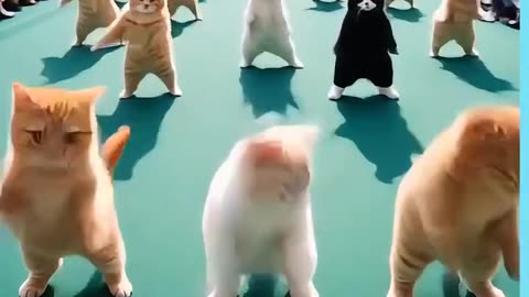 Cats Dance ।। Comedy।।#shorts #shortfeeds #rumbleshorts #viral #trending