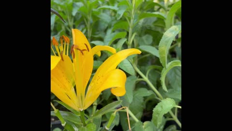 Shopping for flowering plants at the greenhouse garden - shopping spree 2