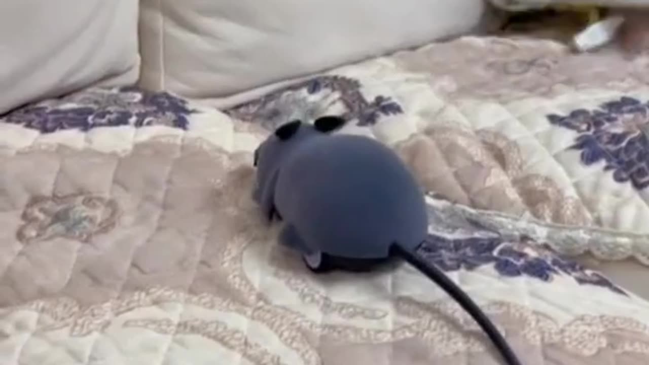 Kucing yang sangat lucu
