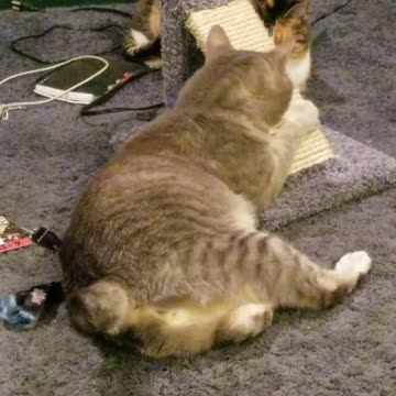 can't get lazier than Cory and Elsie playing with their scratching post lol | #Sparklegleamfarm