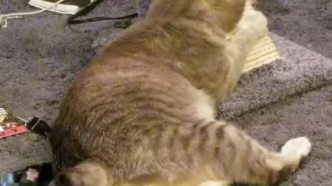 can't get lazier than Cory and Elsie playing with their scratching post lol | #Sparklegleamfarm