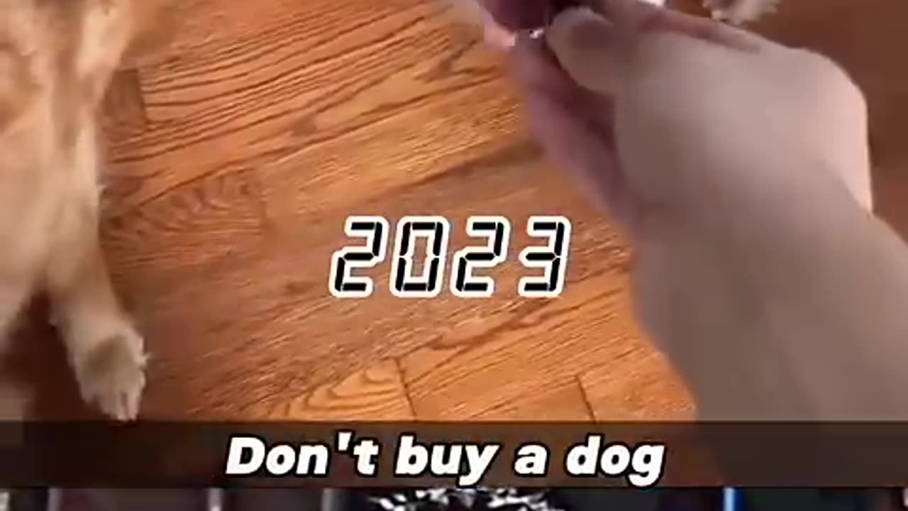 Dog Sad Moments