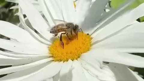 Why you should have these in your garden
