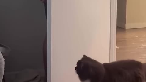 Funny Cats: From Shaving to Playing the Piano! 🎹🐱