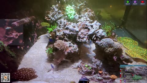 24/7 Real Live Reef Stream