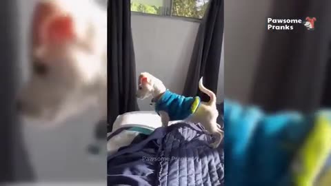 Can You Watch Without Laughing? 😹🐶 Funniest Pet Moments 2025