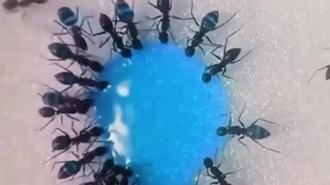 Clean up crew