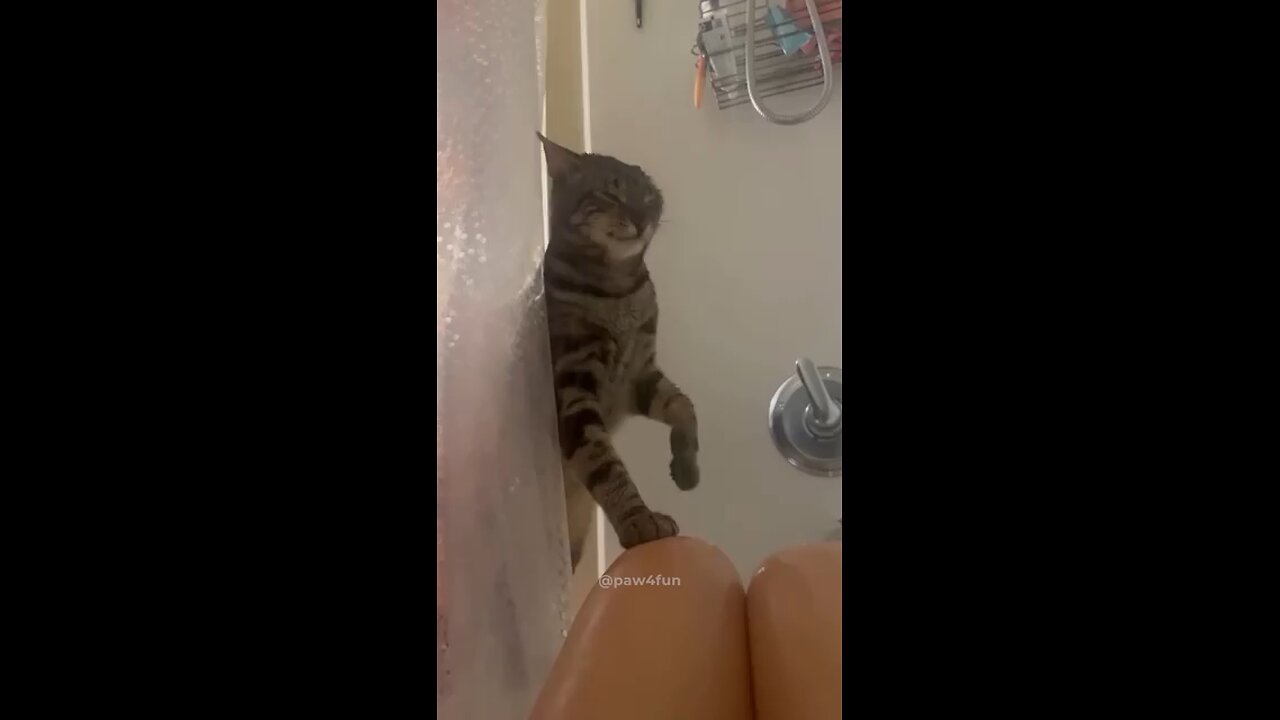 cat being cat #funny#memes#viral#trending