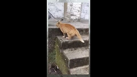 funny video cuts