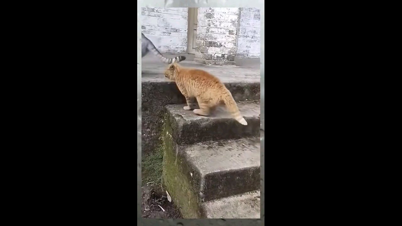 funny video cuts