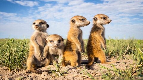 Funny animals, best moments