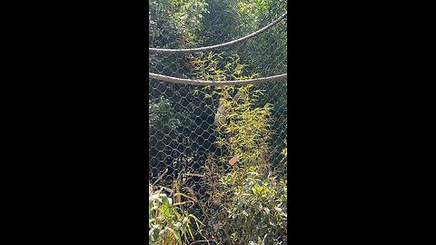 I’ve recorded White-Handed Gibbon Monkey 🐒 Swinging #monkey #primate #followme #viral #shorts