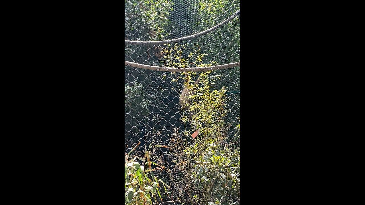 I’ve recorded White-Handed Gibbon Monkey 🐒 Swinging #monkey #primate #followme #viral #shorts