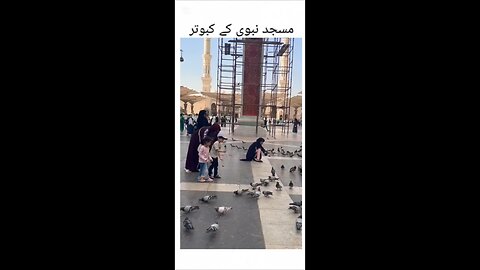 Madina k Kabootar