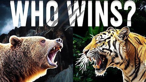 Who Wins In A Fight? Tiger Vs Grizzly Bear
