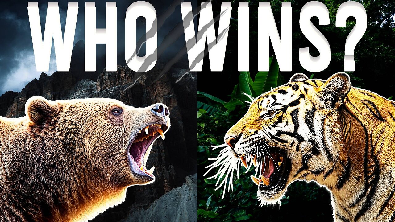 Who Wins In A Fight? Tiger Vs Grizzly Bear