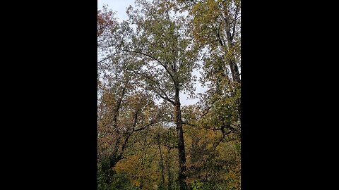 BIBLENKJV.COM™ 🛐 10/30/2025 #LIVE #BIRDCAM #WEATHER