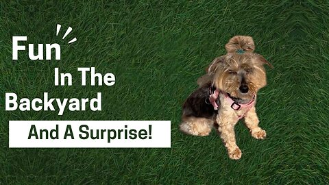 Puppy Energy, Rainbow Around the Sun & a Grasshopper Guest!