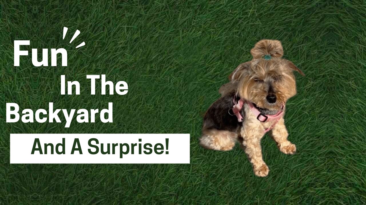 Puppy Energy, Rainbow Around the Sun & a Grasshopper Guest!